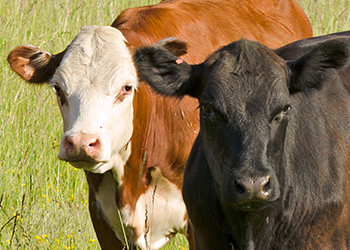 Protect your herd with Livestock Risk Protection.
