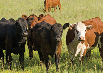 Protect livestock with farm and ranch insurance.