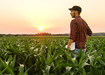 Farmer looking over corn field
