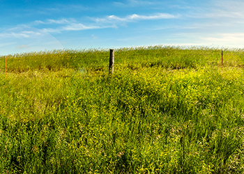 Lush, green pasture